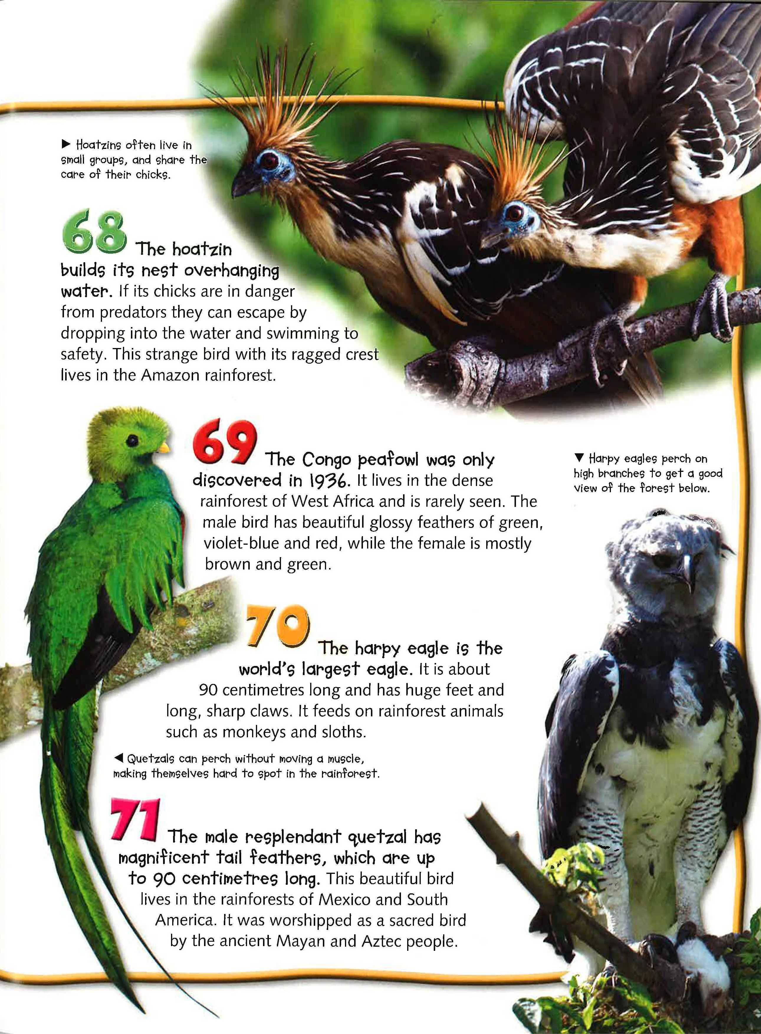 100 Facts: Birds