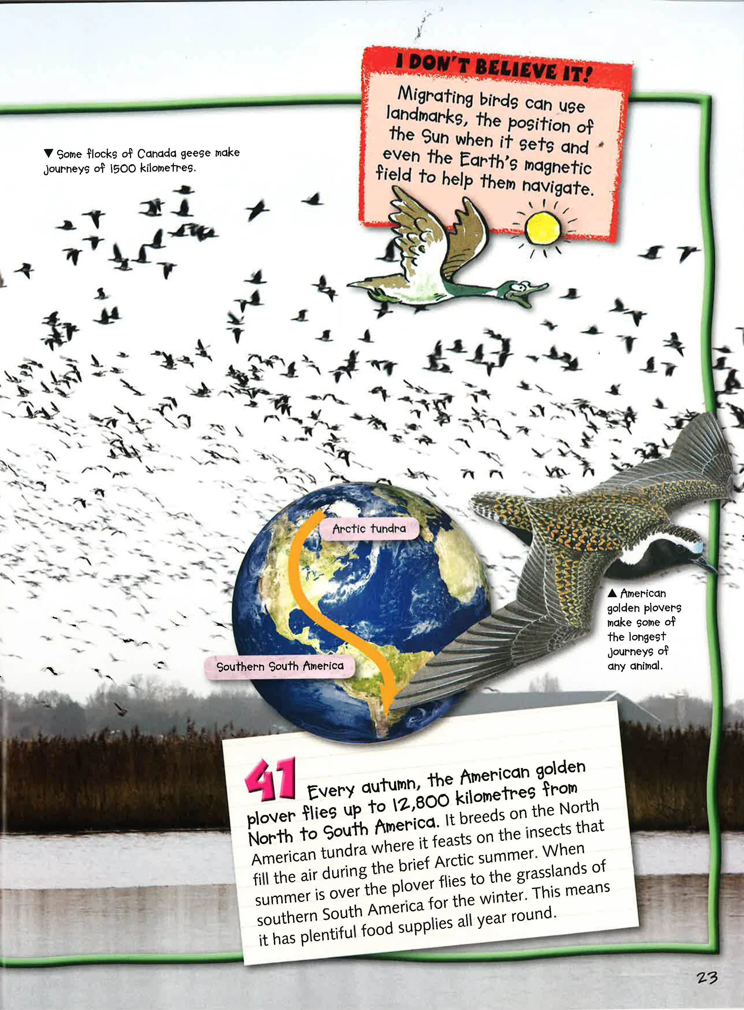 100 Facts: Birds