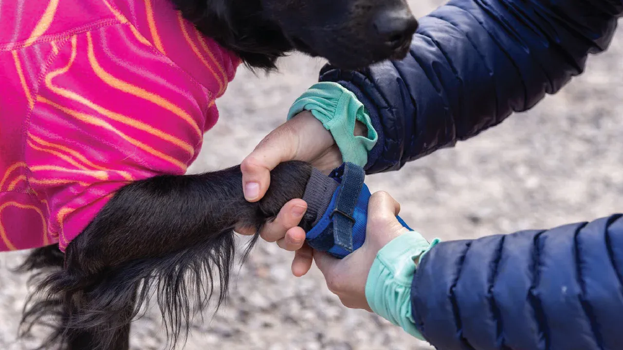 Ruffwear Dog Boots: Hi & Light Trail shoes PAIR